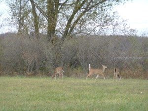 Deer at Greenwood Acres